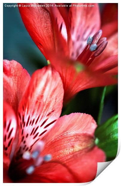 Textured Tigerlily Print by Laura Witherden
