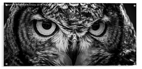 Beautiful Eagle Owl Acrylic by Stewart Nicolaou