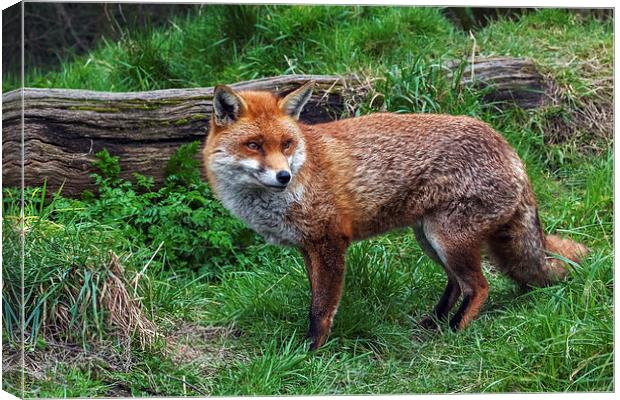  Fox in the Countryside Canvas Print by Ian Duffield
