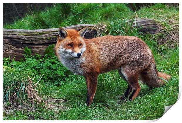  Fox in the Countryside Print by Ian Duffield