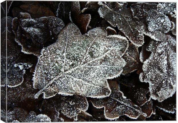  Frosted Oak Leaves Canvas Print by Ian Duffield