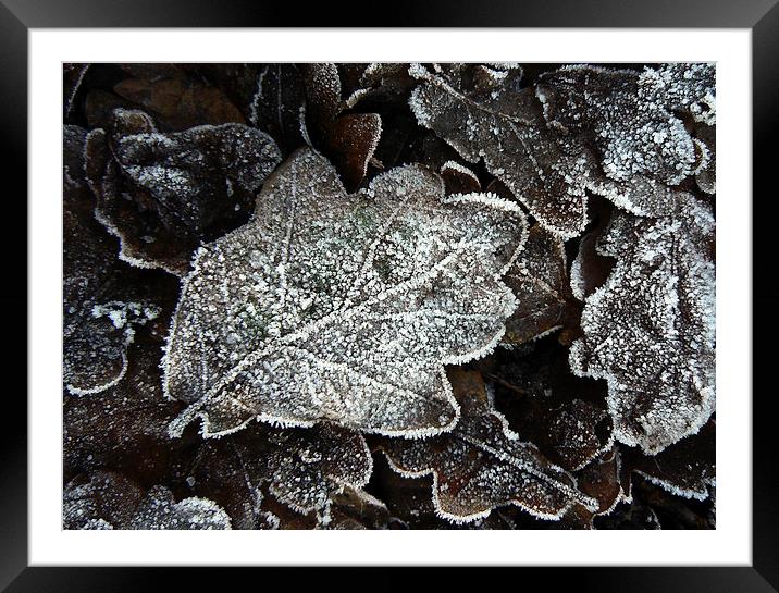  Frosted Oak Leaves Framed Mounted Print by Ian Duffield