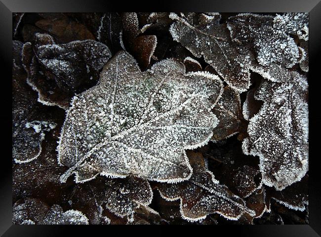  Frosted Oak Leaves Framed Print by Ian Duffield