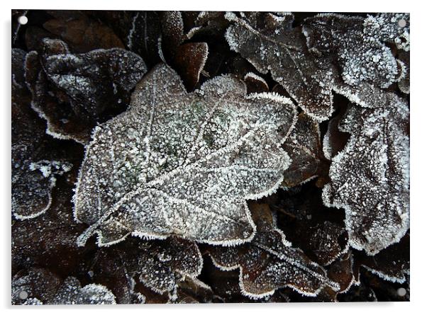  Frosted Oak Leaves Acrylic by Ian Duffield