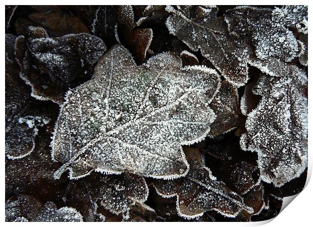  Frosted Oak Leaves Print by Ian Duffield