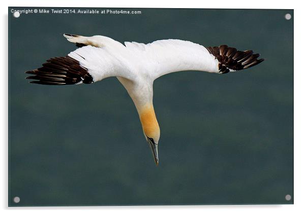  Gannet Diving at Bempton Cliffs Acrylic by Mike Twist