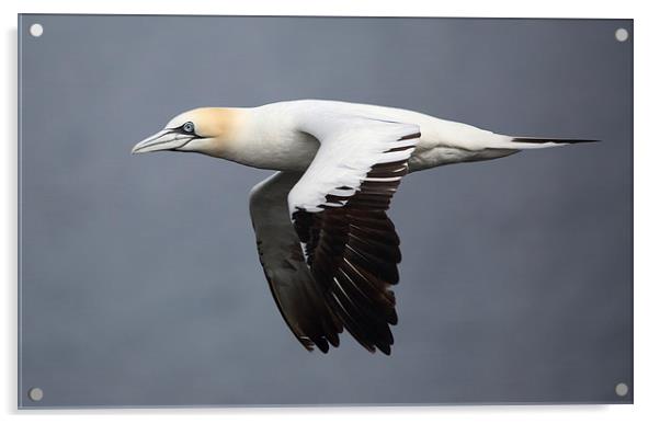 Northern Gannet in flight Acrylic by Maria Gaellman