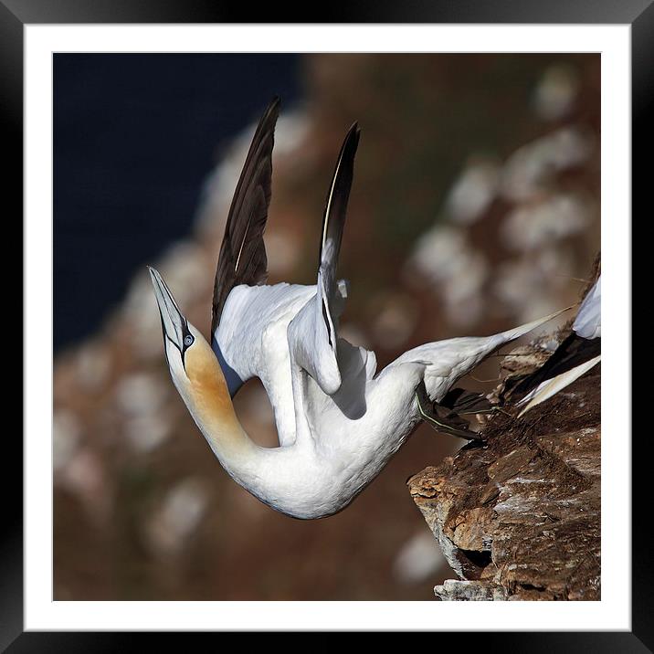 Northern Gannet taking off Framed Mounted Print by Maria Gaellman