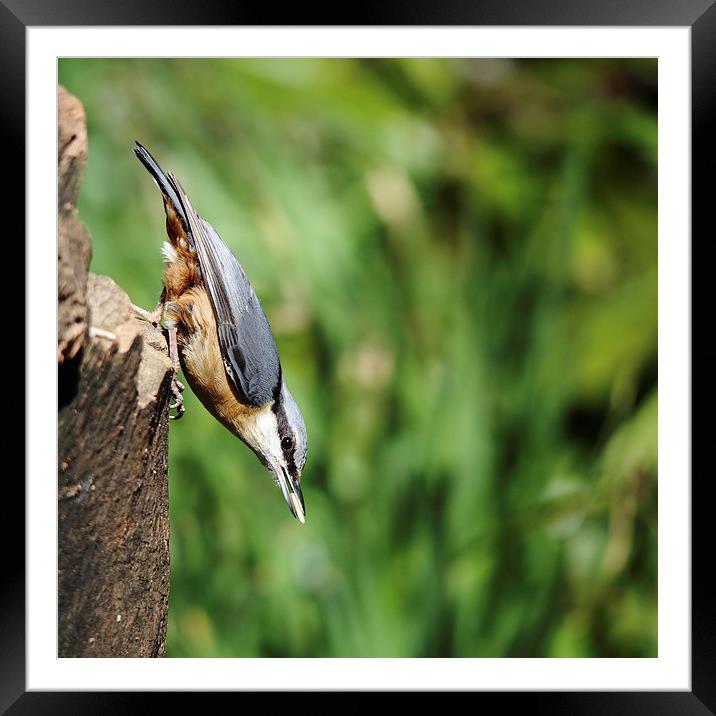 Nuthatch Framed Mounted Print by Maria Gaellman