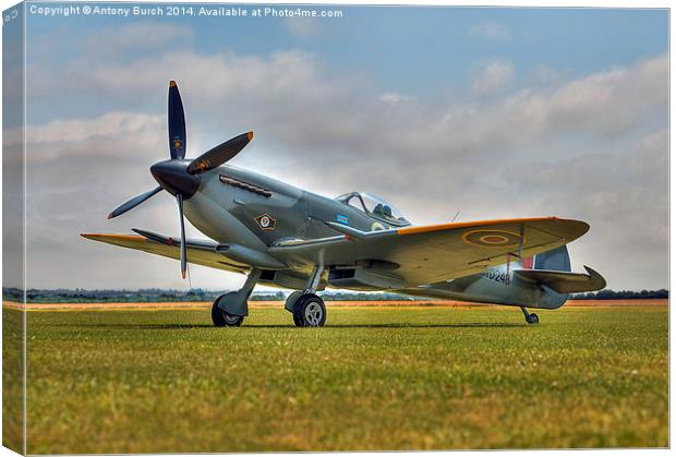 Portrait of a legend  Canvas Print by Antony Burch