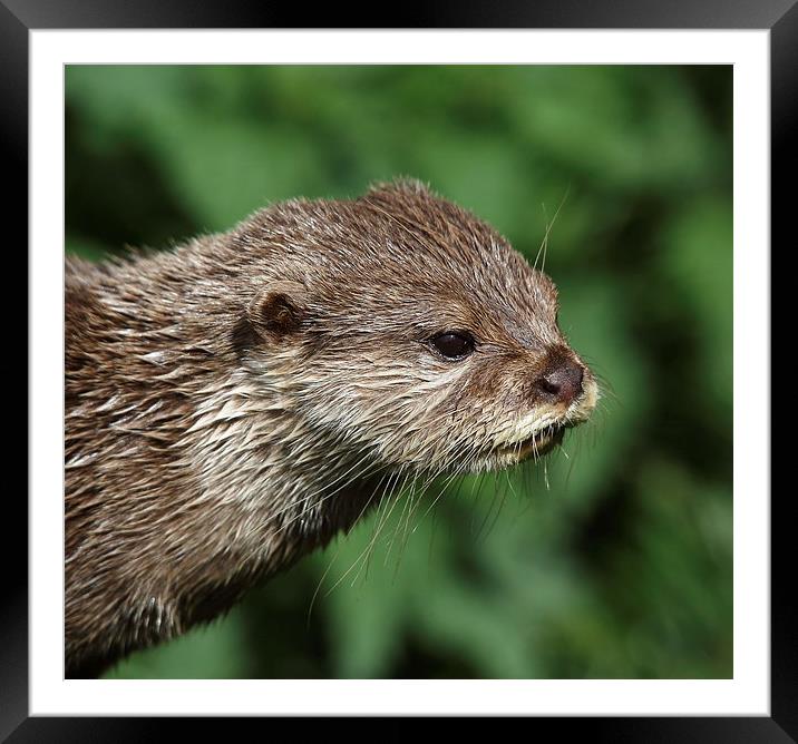 Asian Short-Clawed Otter (Head-shot, close-up) Framed Mounted Print by Maria Gaellman