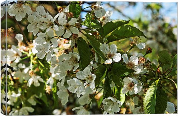 White Blossom Canvas Print by Paul Williams