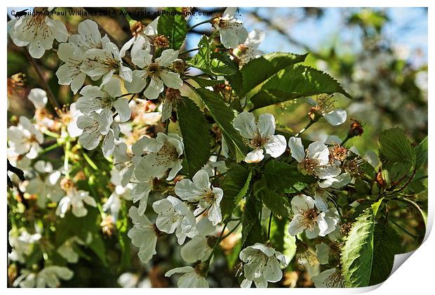 White Blossom Print by Paul Williams