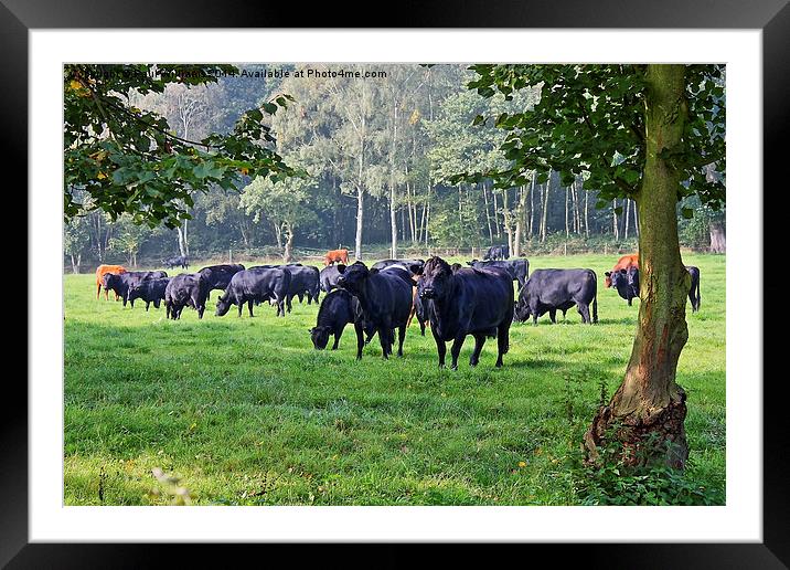 Grazing Cows Framed Mounted Print by Paul Williams