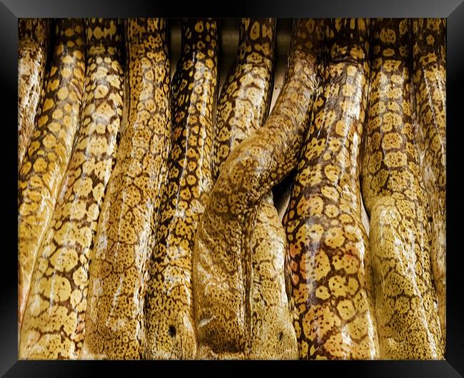 Leopard Skin Framed Print by Alan Pickersgill