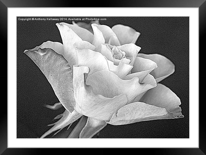  ROSE  Framed Mounted Print by Anthony Kellaway