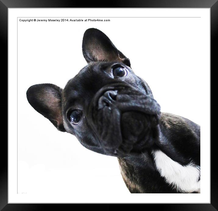 French Bulldog Framed Mounted Print by Jeremy Moseley