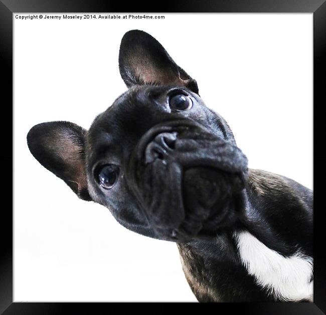 French Bulldog Framed Print by Jeremy Moseley