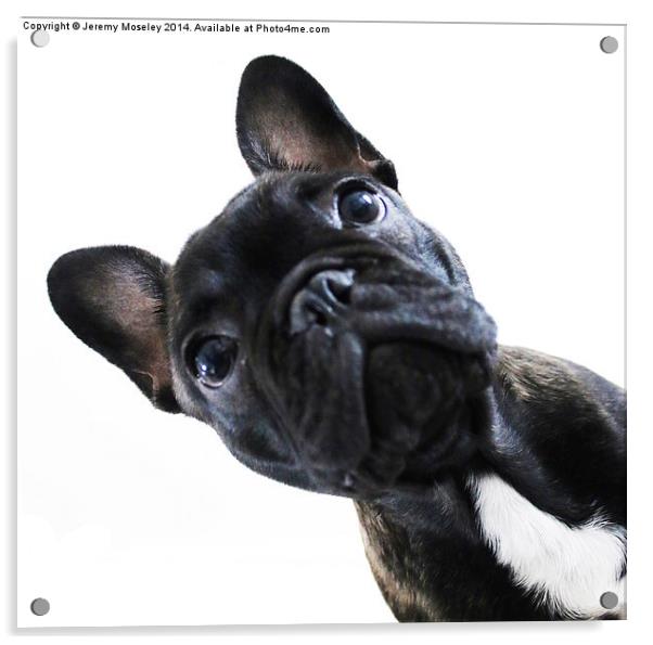 French Bulldog Acrylic by Jeremy Moseley