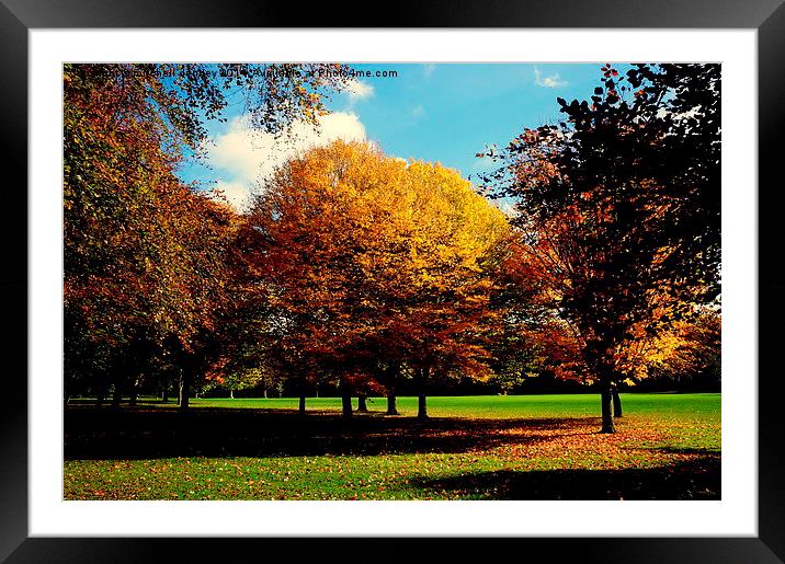  Autumn Glory Framed Mounted Print by mitchell denney