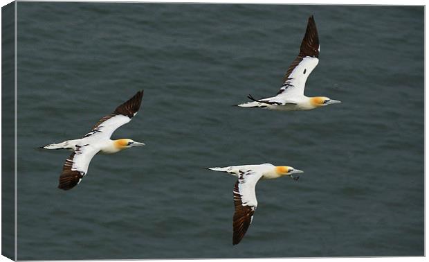  Gannets in Formation Canvas Print by Mike Twist