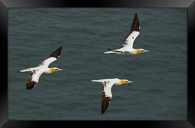  Gannets in Formation Framed Print by Mike Twist