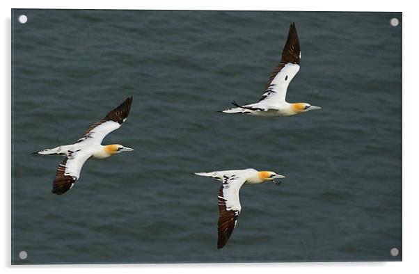  Gannets in Formation Acrylic by Mike Twist