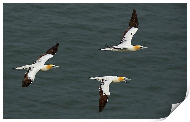  Gannets in Formation Print by Mike Twist