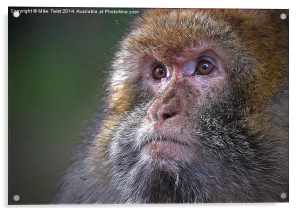  Barbary Macaque female Acrylic by Mike Twist