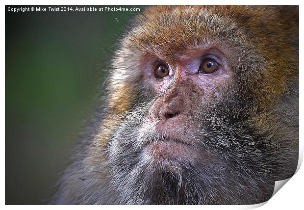  Barbary Macaque female Print by Mike Twist
