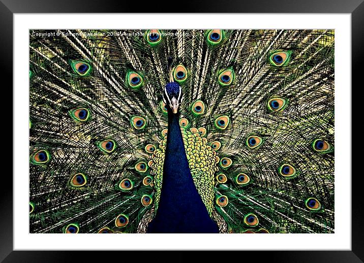  the Peacock Framed Mounted Print by Edmond Sahakian