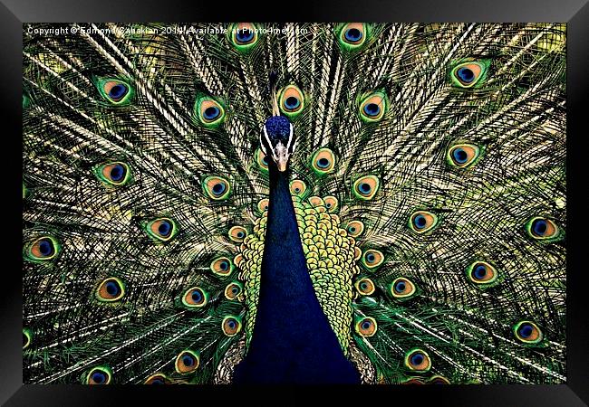  the Peacock Framed Print by Edmond Sahakian