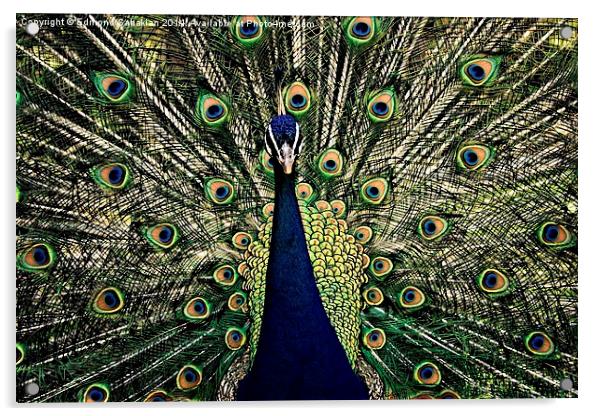  the Peacock Acrylic by Edmond Sahakian