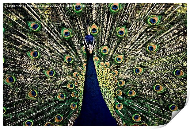  the Peacock Print by Edmond Sahakian