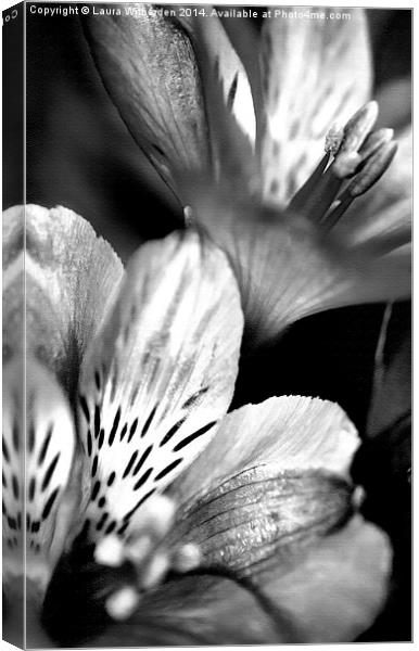 Tigerlily Monochrome Canvas Print by Laura Witherden