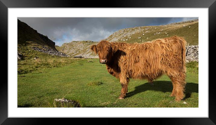 Yorkshire Highland Framed Mounted Print by Simon Wrigglesworth