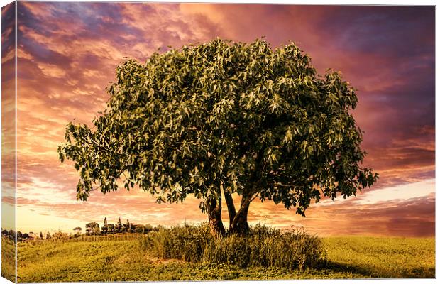 Evening Repose beneath the Fig Tree Canvas Print by Guido Parmiggiani