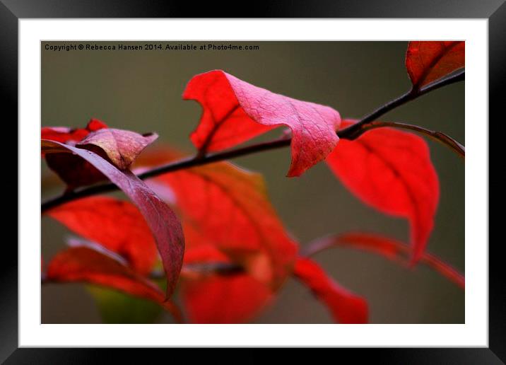  Autumn Red Framed Mounted Print by Rebecca Hansen