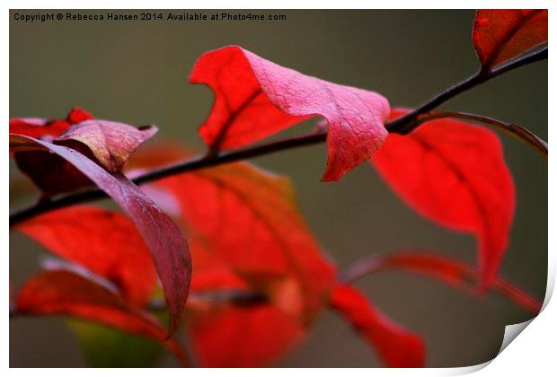  Autumn Red Print by Rebecca Hansen