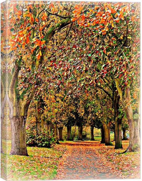  Autumn Avenue Canvas Print by Jason Williams