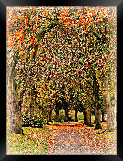  Autumn Avenue Framed Print by Jason Williams