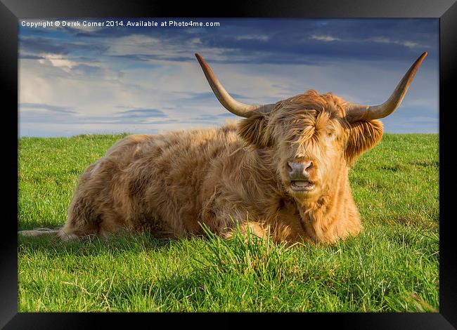  Highland cow Framed Print by Derek Corner