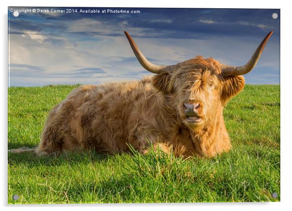  Highland cow Acrylic by Derek Corner