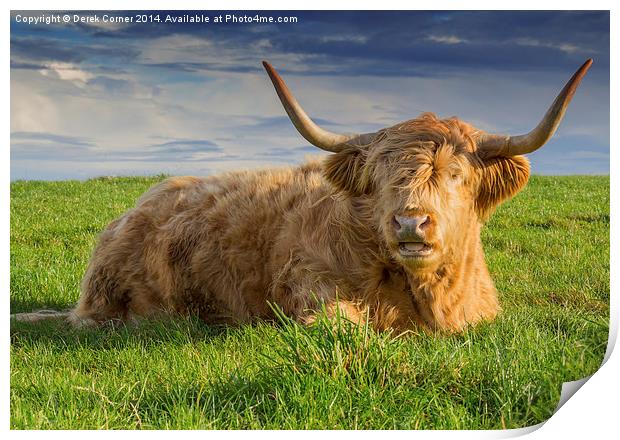  Highland cow Print by Derek Corner