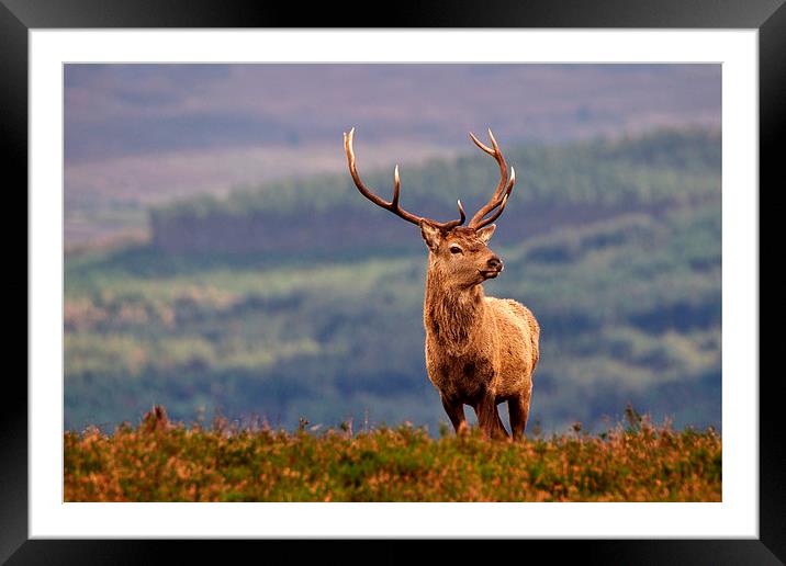   Red deer stag Framed Mounted Print by Macrae Images