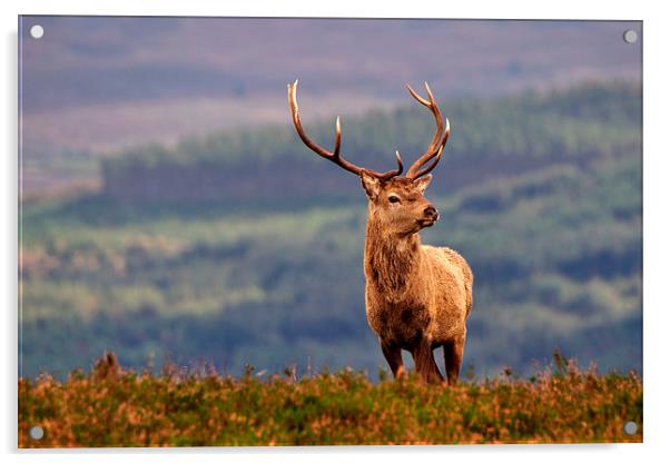   Red deer stag Acrylic by Macrae Images