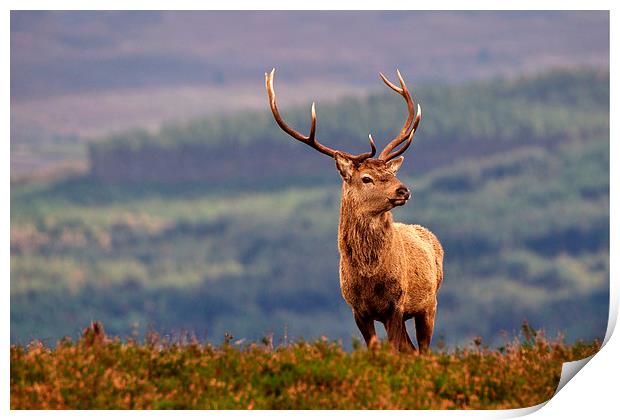   Red deer stag Print by Macrae Images