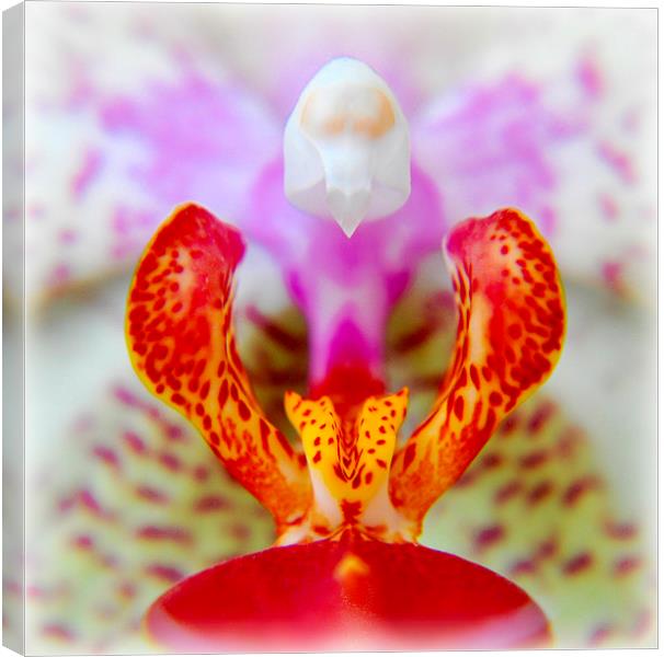  beautiful orchid Canvas Print by sue davies