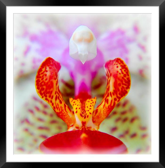  beautiful orchid Framed Mounted Print by sue davies