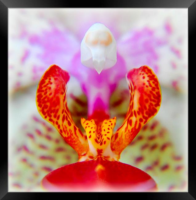  beautiful orchid Framed Print by sue davies